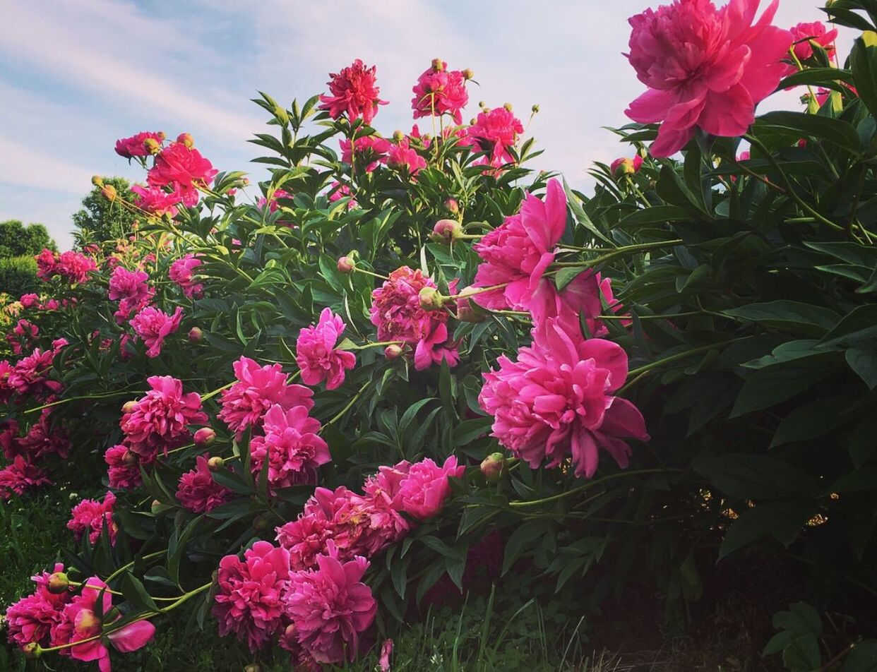 Close-up of pink flowers blooming outdoors