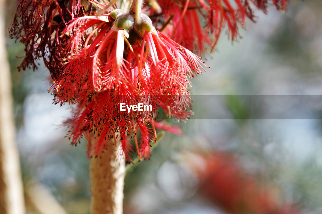 Close-up of red flower hanging on tree