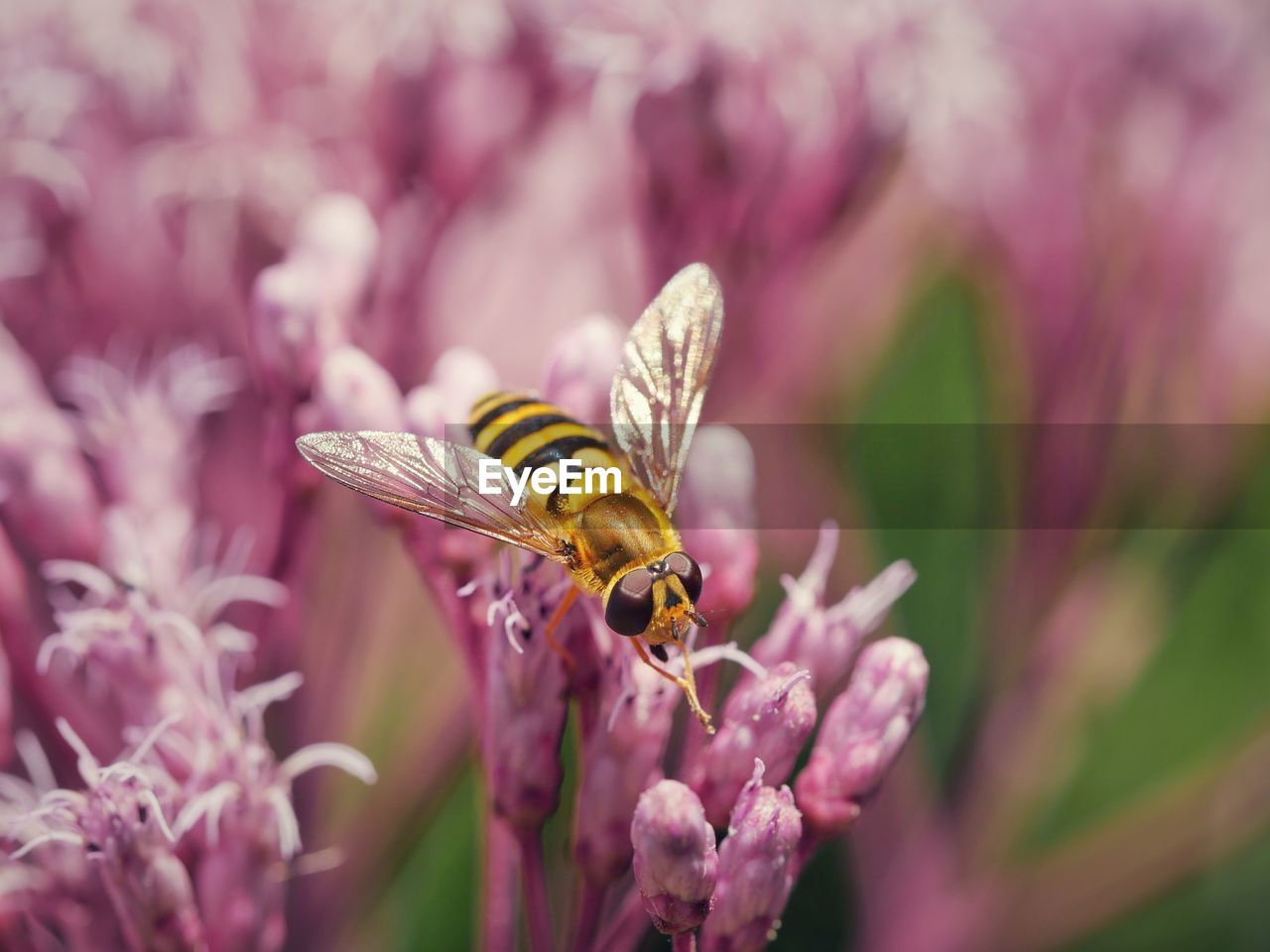 CLOSE-UP OF BEE POLLINATING ON PURPLE FLOWER