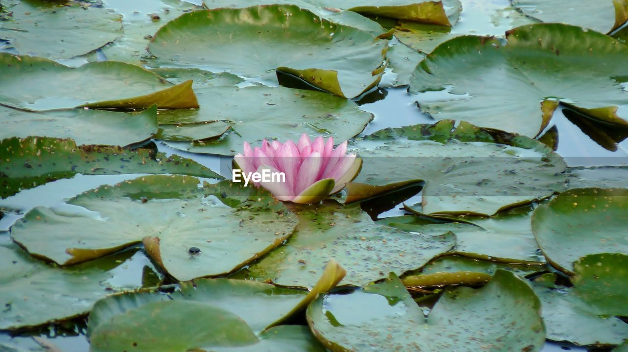 Close-up of lotus water lily in pond