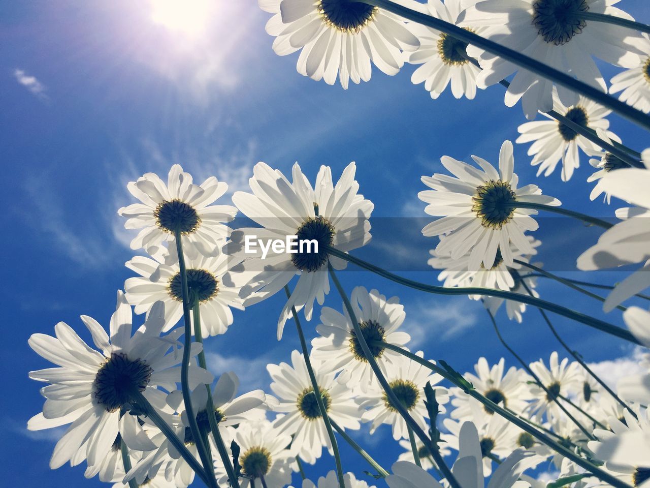 Close-up of white cosmos flowers blooming against sky