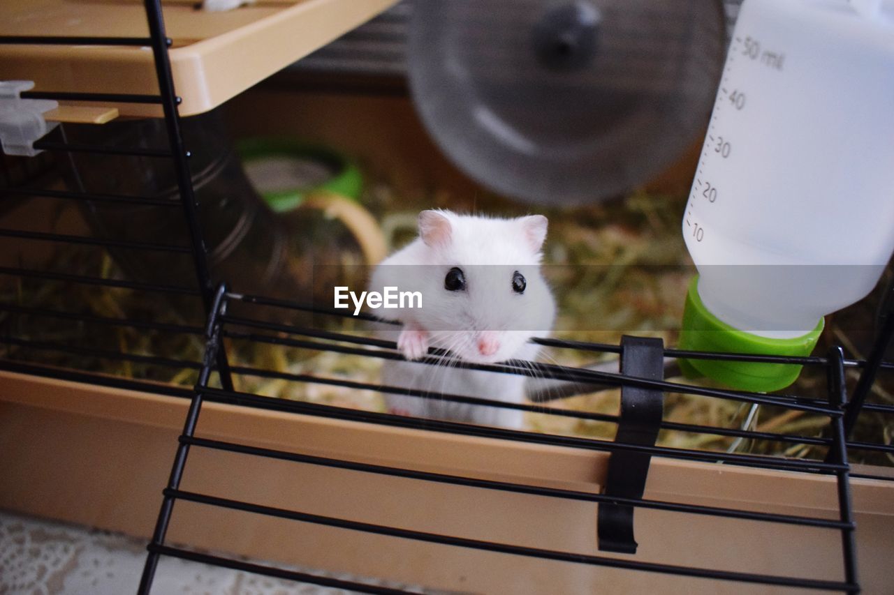 Portrait of white hamster on table