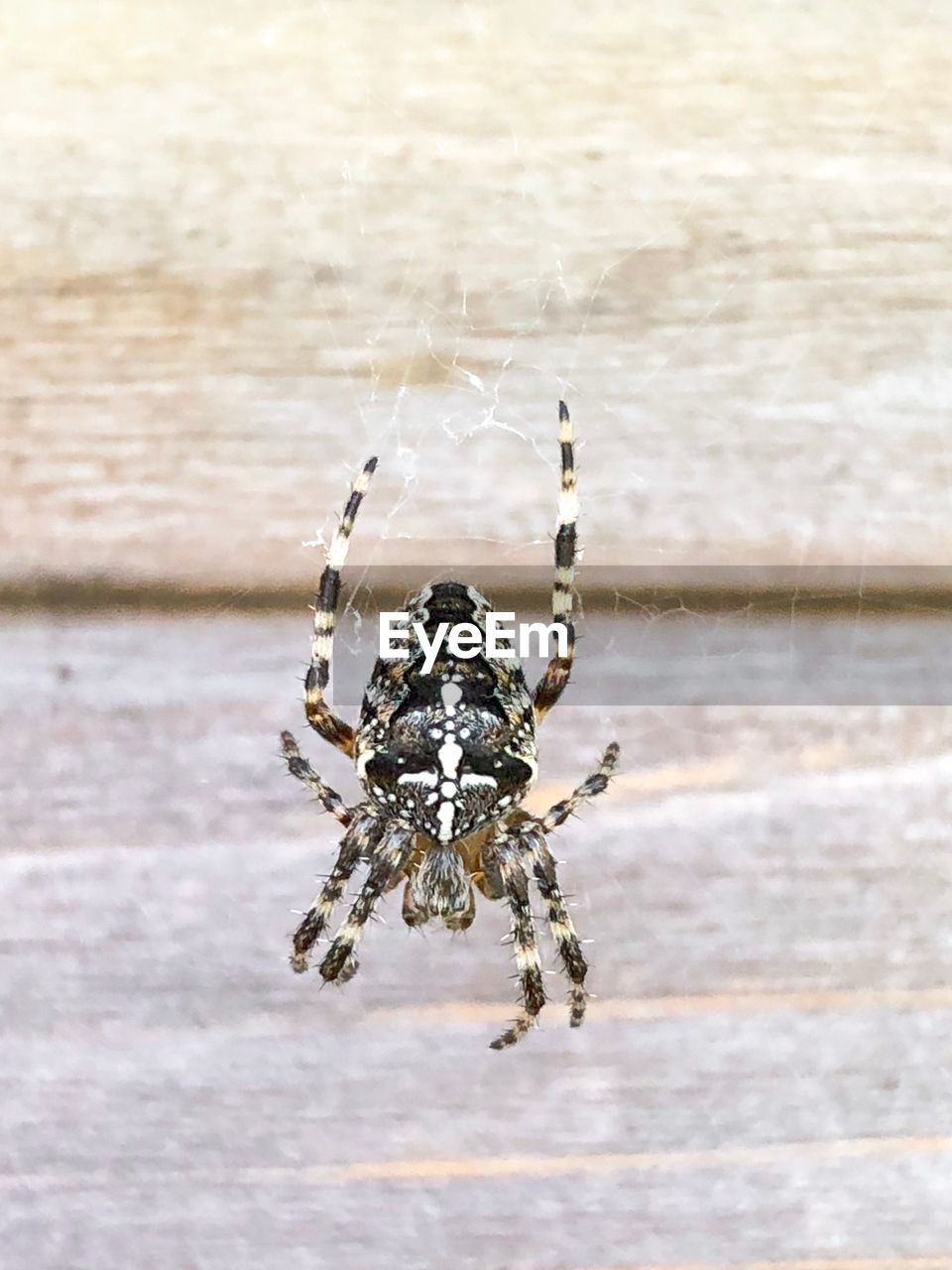 CLOSE-UP OF SPIDER IN WEB