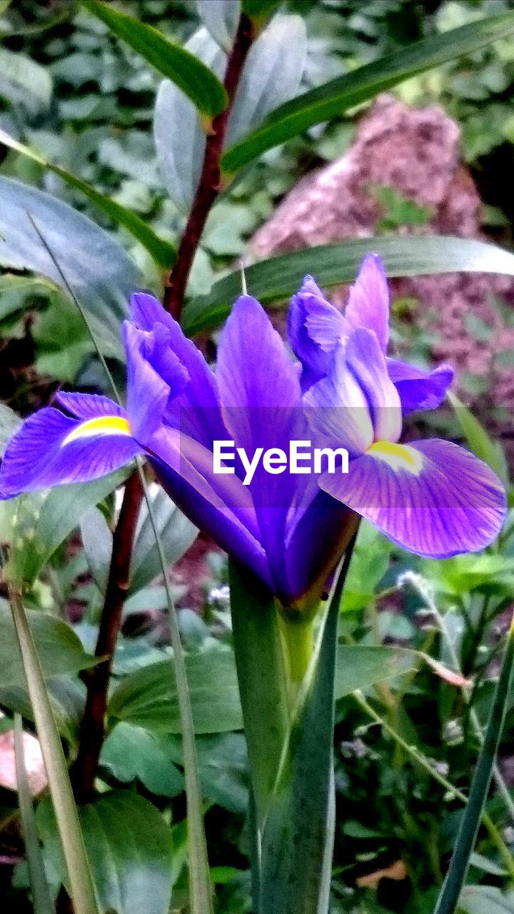 CLOSE-UP OF PURPLE FLOWERS BLOOMING