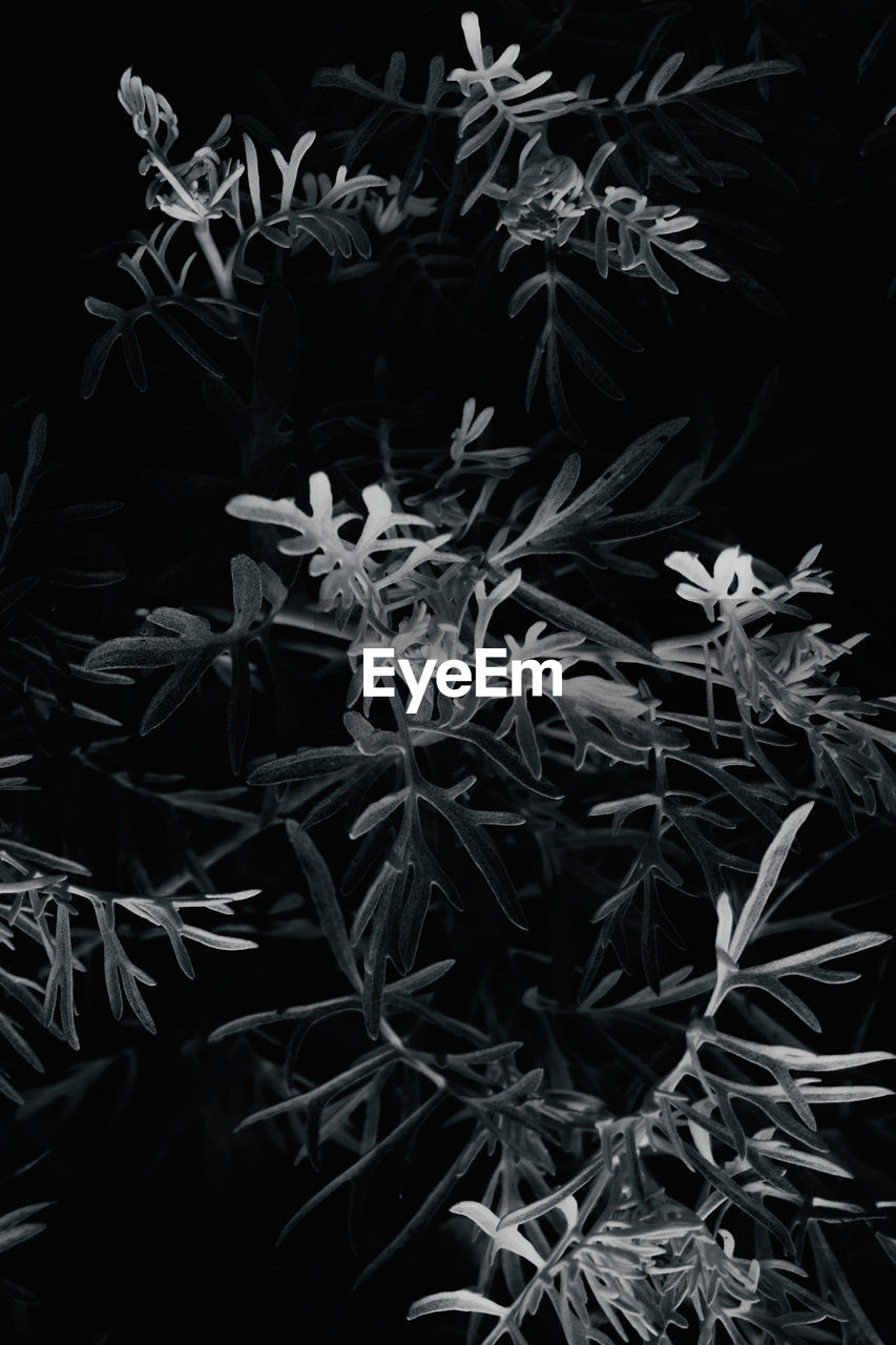 HIGH ANGLE VIEW OF PLANTS IN DARK ROOM