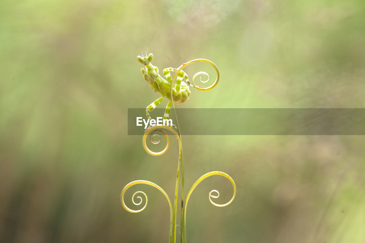 CLOSE-UP OF YELLOW PLANT