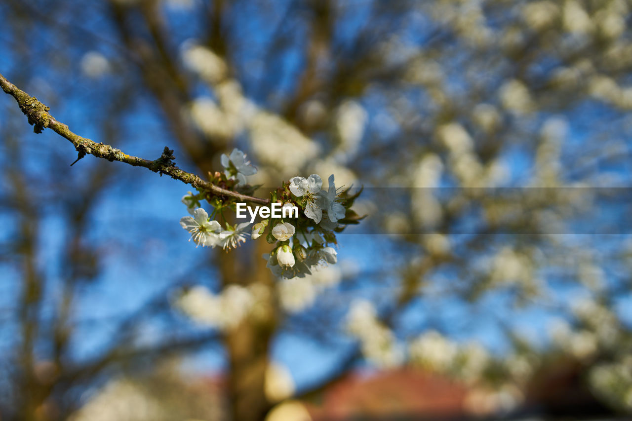LOW ANGLE VIEW OF CHERRY BLOSSOM AGAINST SKY