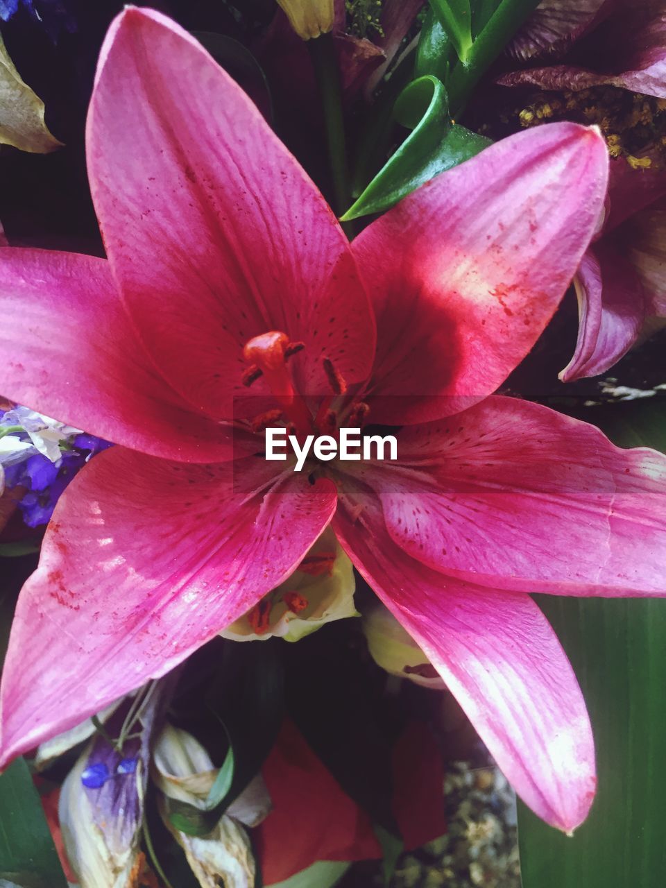 CLOSE-UP OF PINK FLOWER BLOOMING OUTDOORS