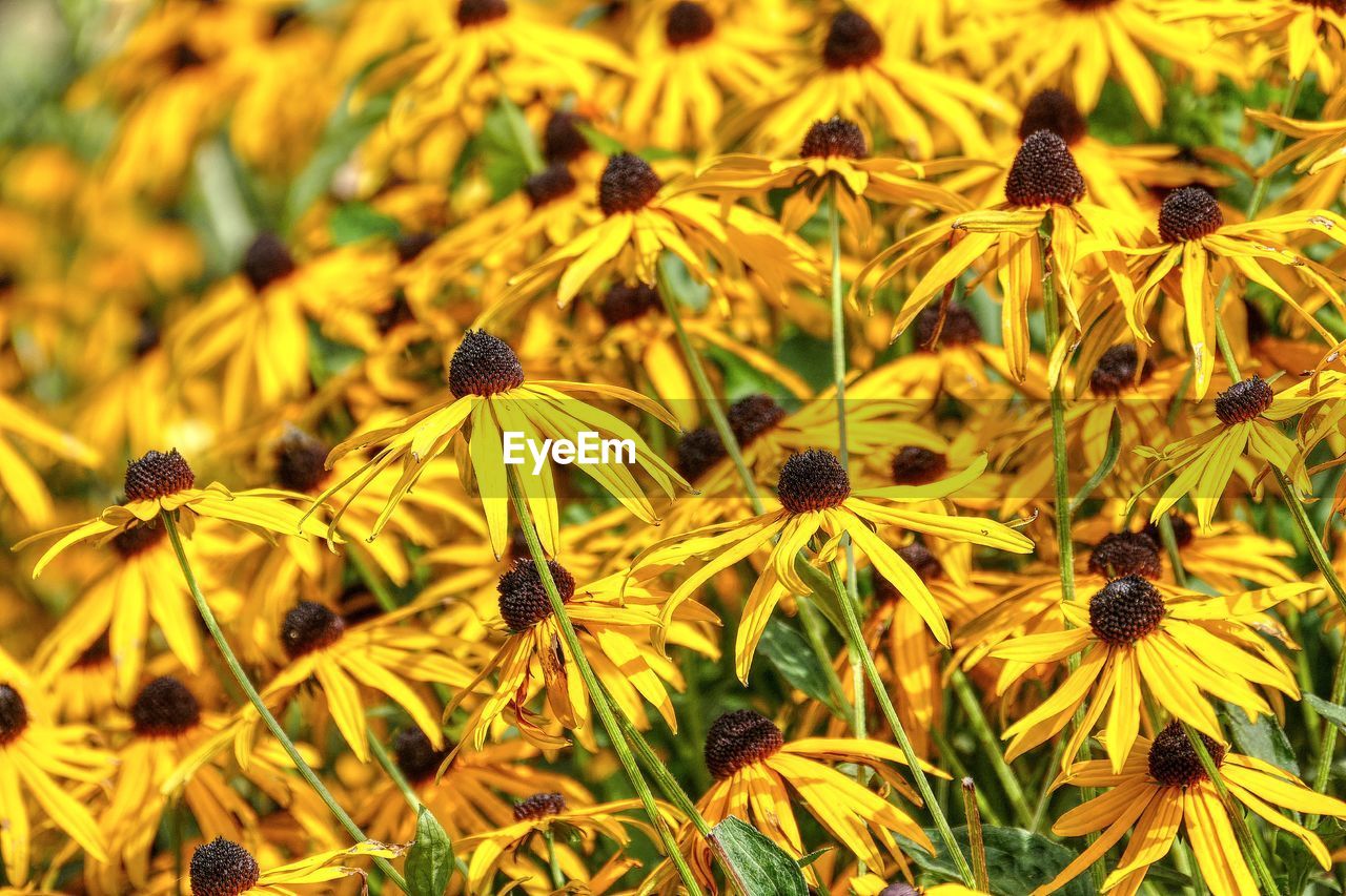 CLOSE-UP OF HONEY BEE ON YELLOW FLOWERS