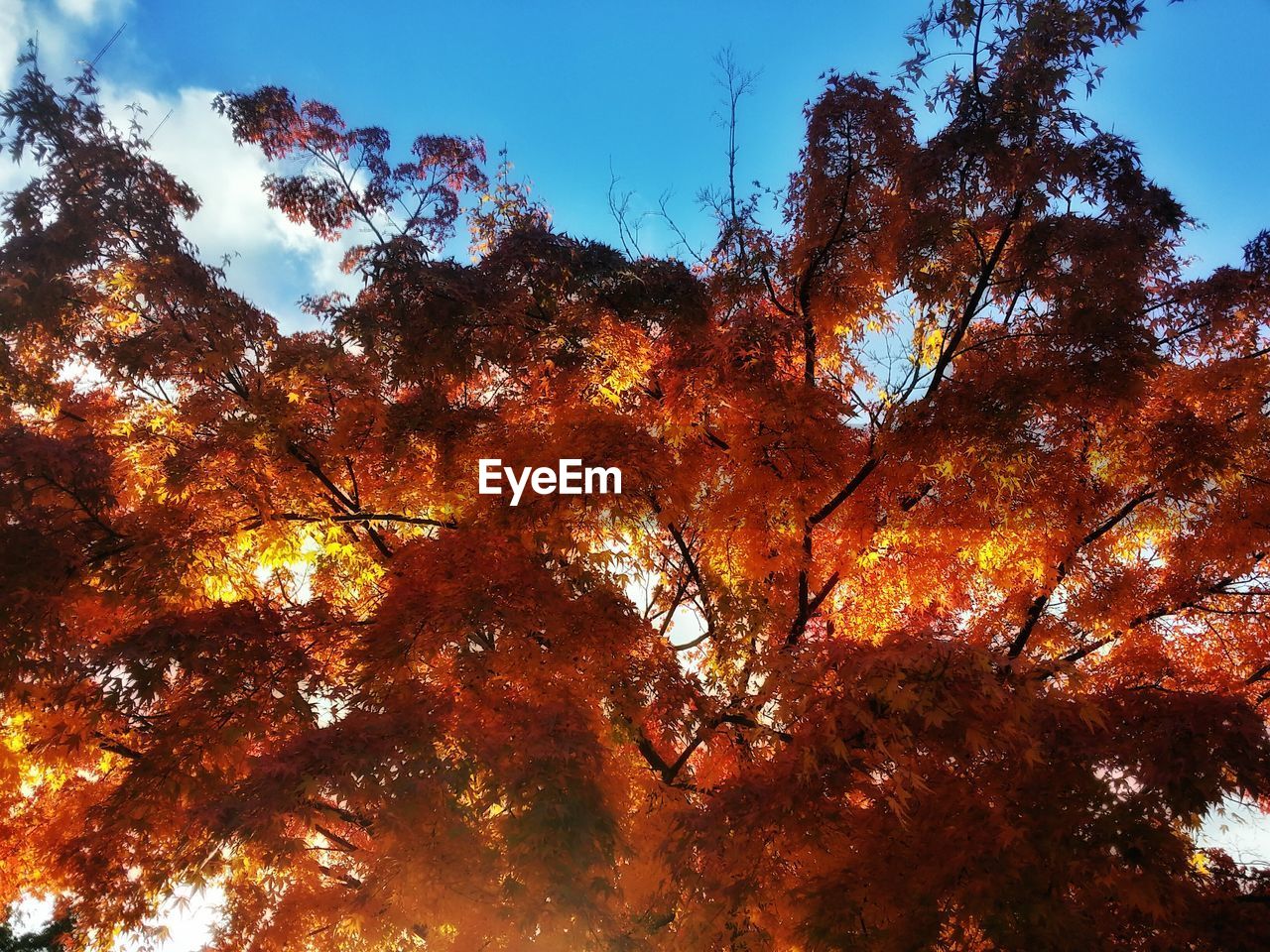 LOW ANGLE VIEW OF TREES AGAINST SKY