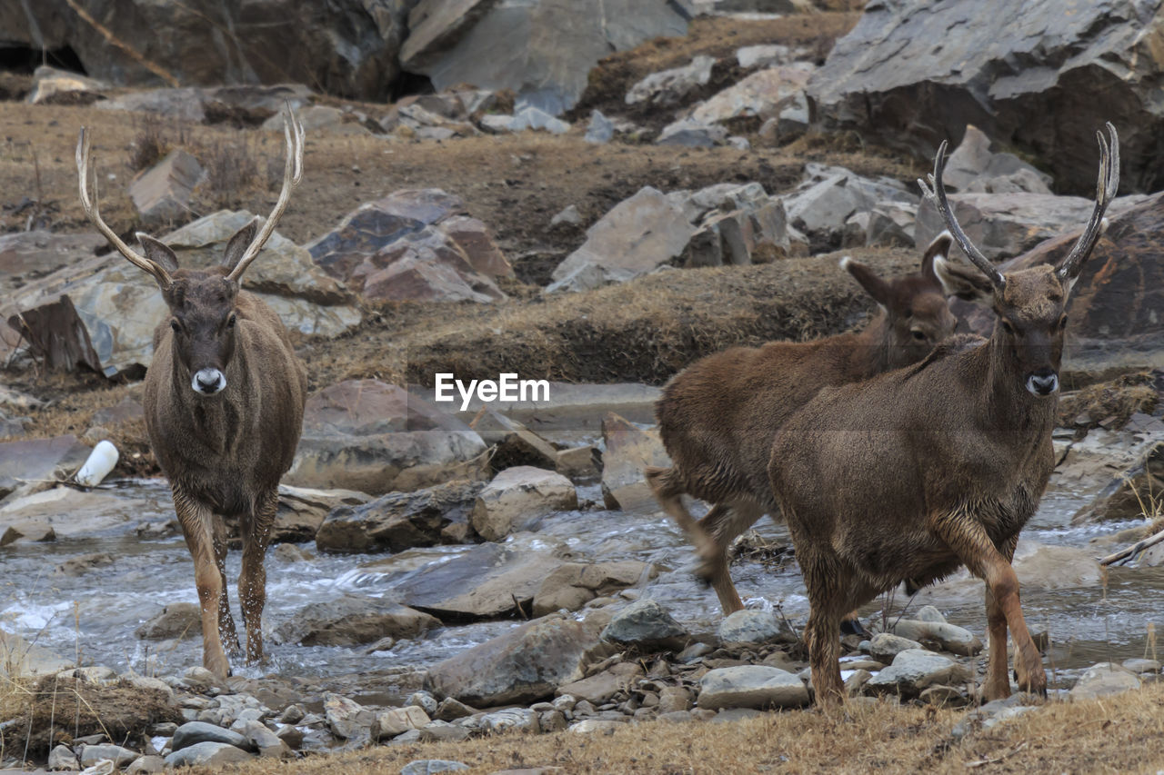 Deer by stream