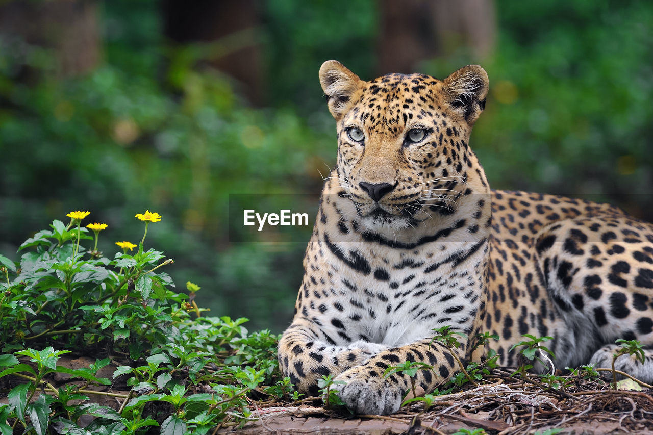 Leopard is resting.