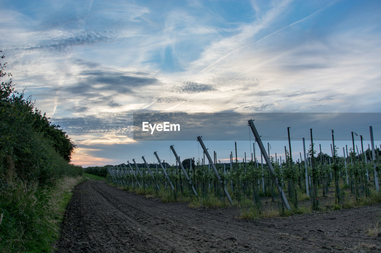 Vineyard against sky during sunset