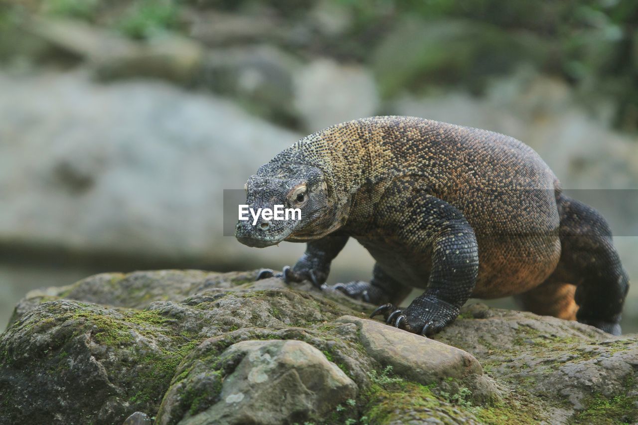 close-up of iguana on rock