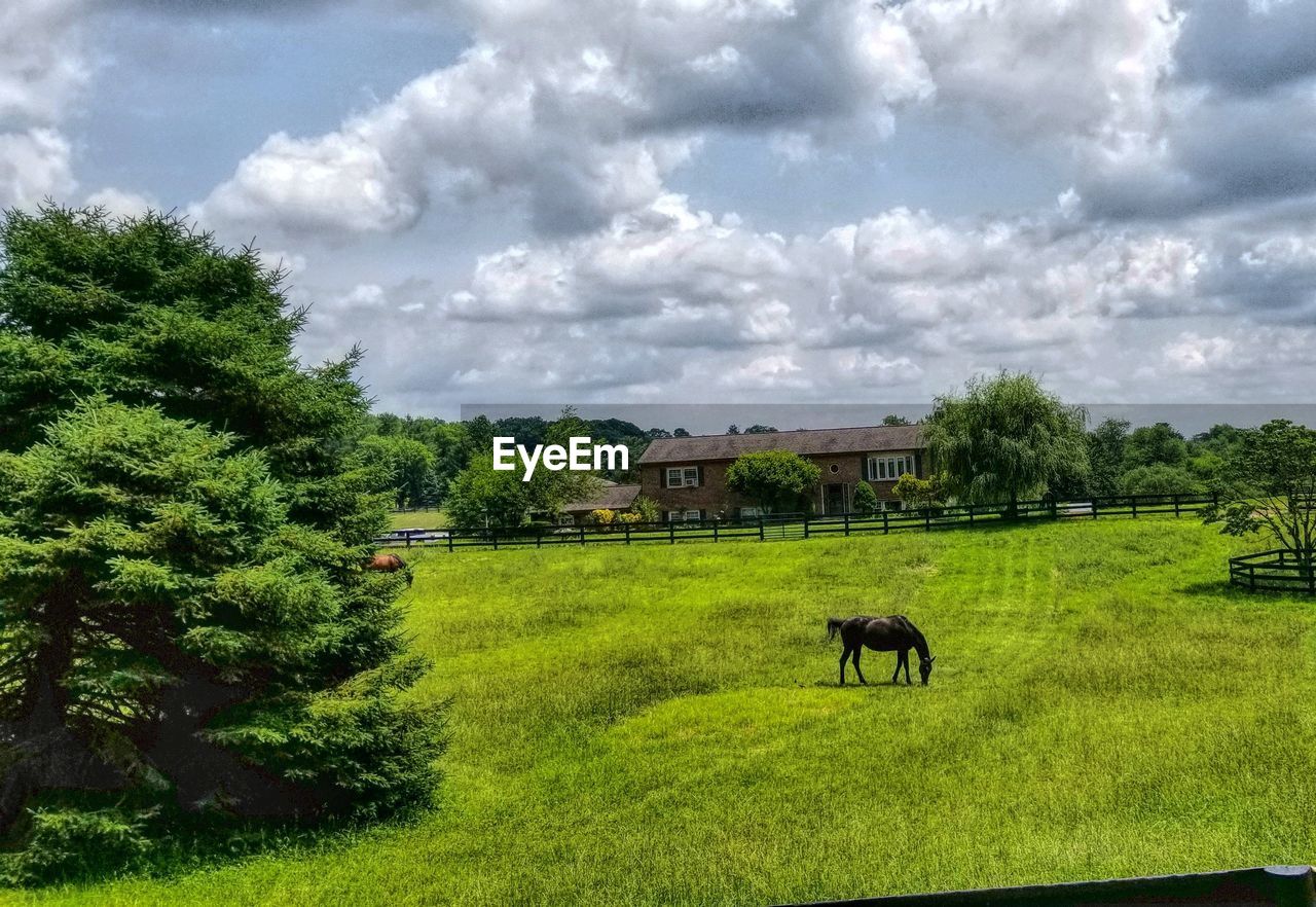 VIEW OF A HORSE ON FIELD