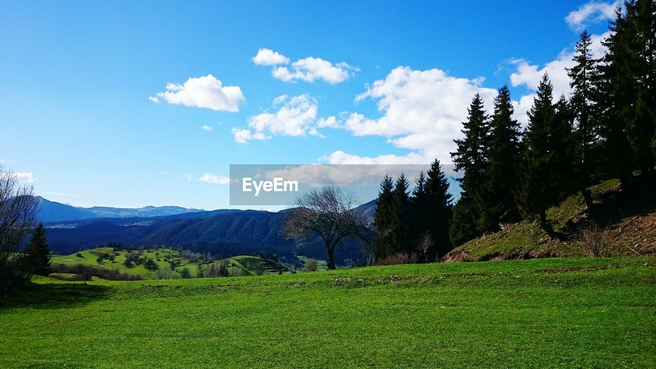 Trees on countryside landscape