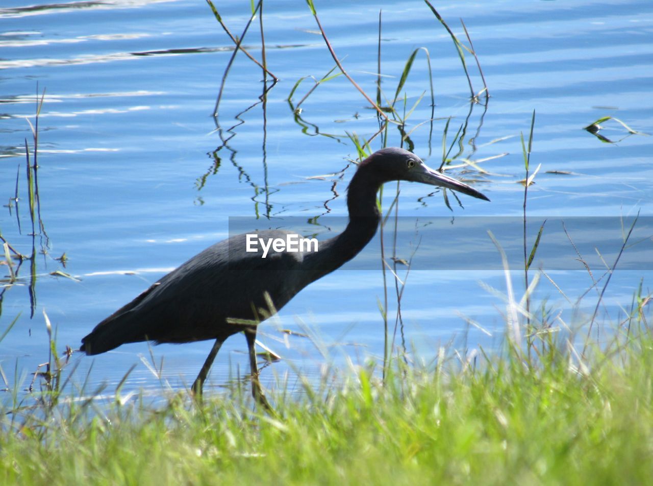 HIGH ANGLE VIEW OF GRAY HERON ON LAKE