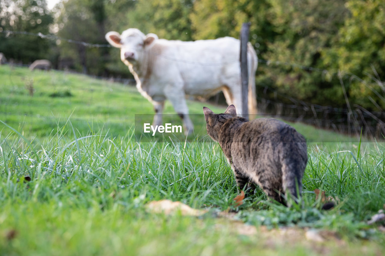 Tabby cat stalking a white cow on meadow