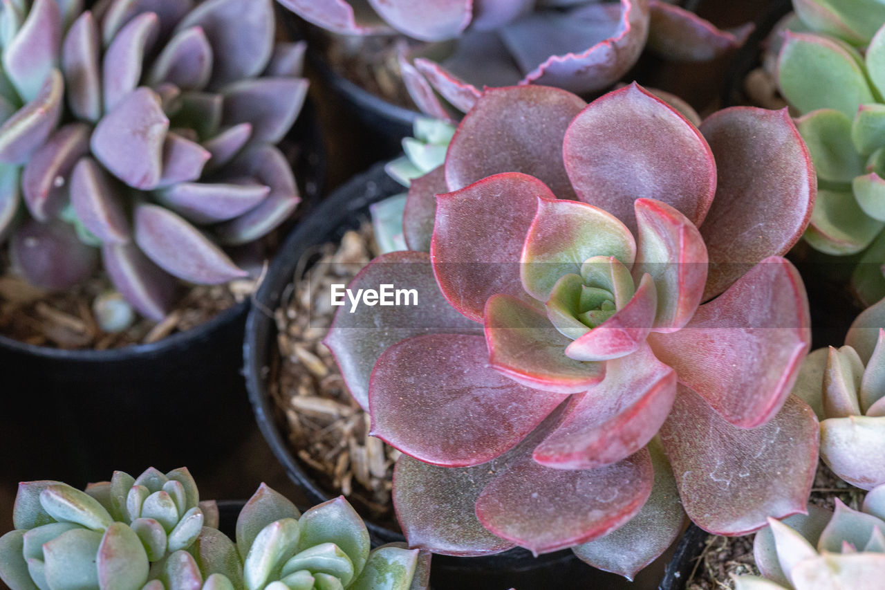 CLOSE-UP OF PURPLE SUCCULENT PLANT