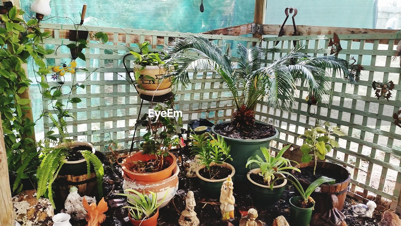 CLOSE-UP OF POTTED PLANTS ON WINDOW SILL