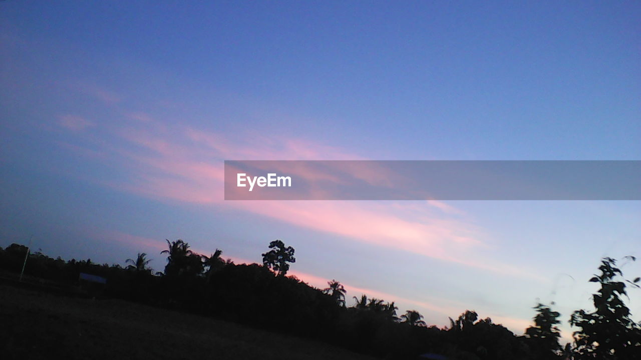 SILHOUETTE OF TREES AT SUNSET