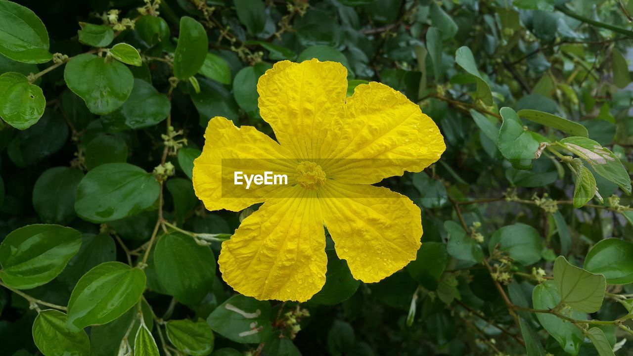 CLOSE-UP OF YELLOW FLOWERING PLANT AGAINST GREEN LEAVES