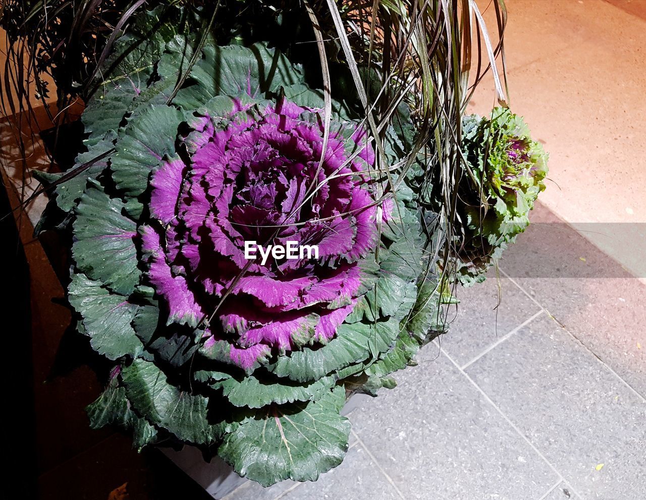 CLOSE-UP OF PURPLE FLOWER PLANT