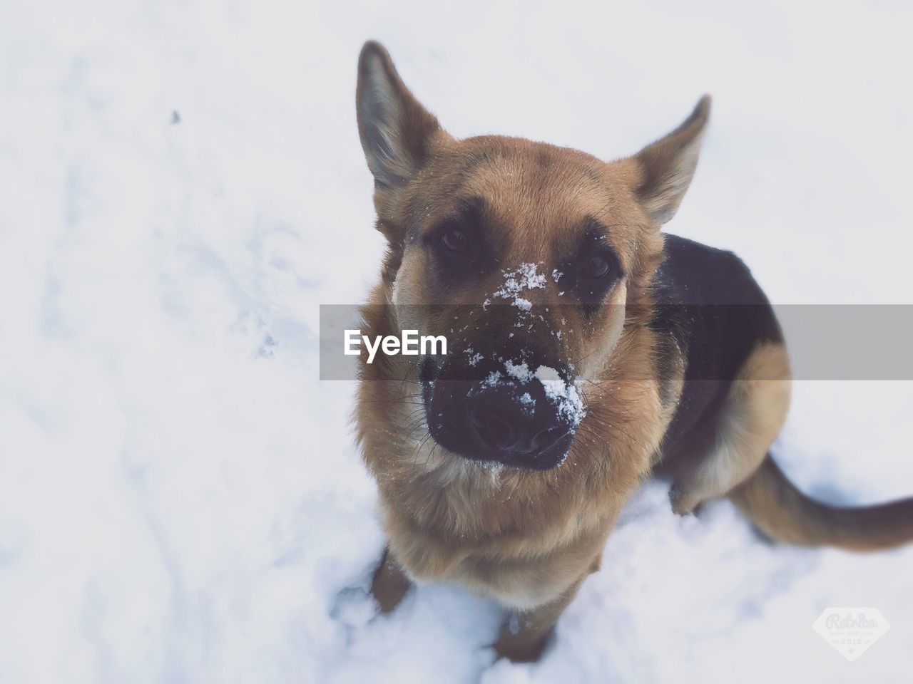 CLOSE-UP PORTRAIT OF DOG IN SNOW