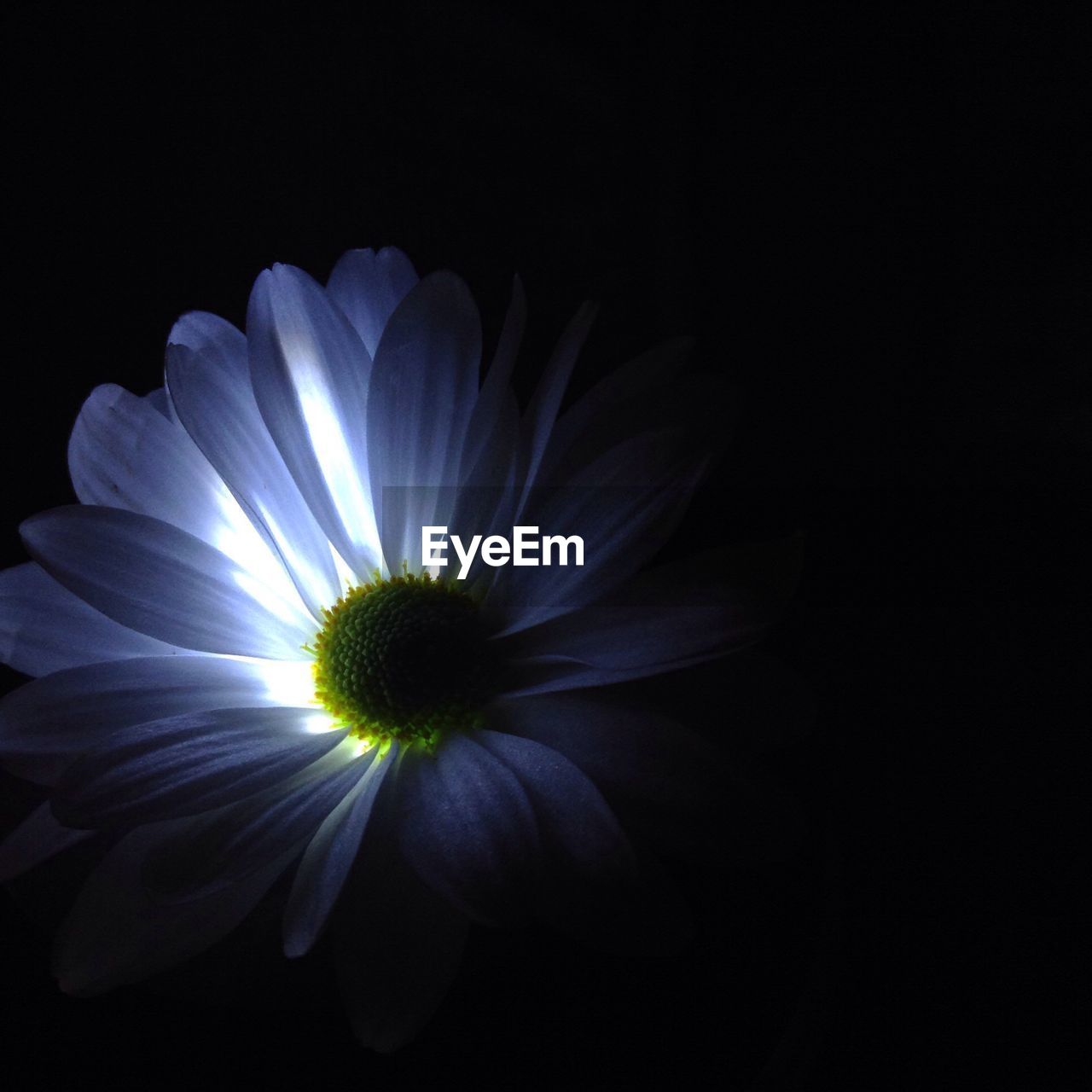 Close-up of illuminated white daisy against black background