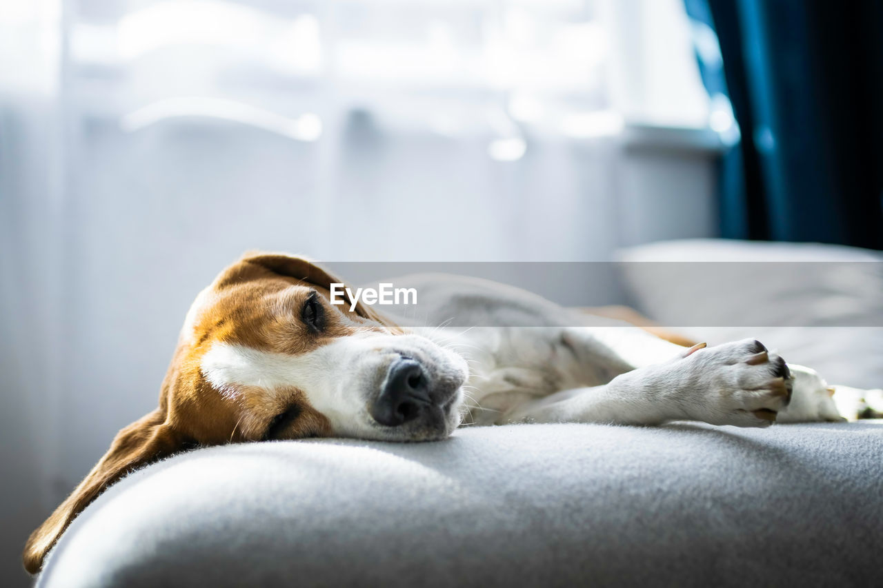 Adoult male hound beagle dog sleeping at home on the sofa.