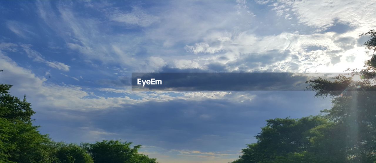 LOW ANGLE VIEW OF TREE AGAINST SKY