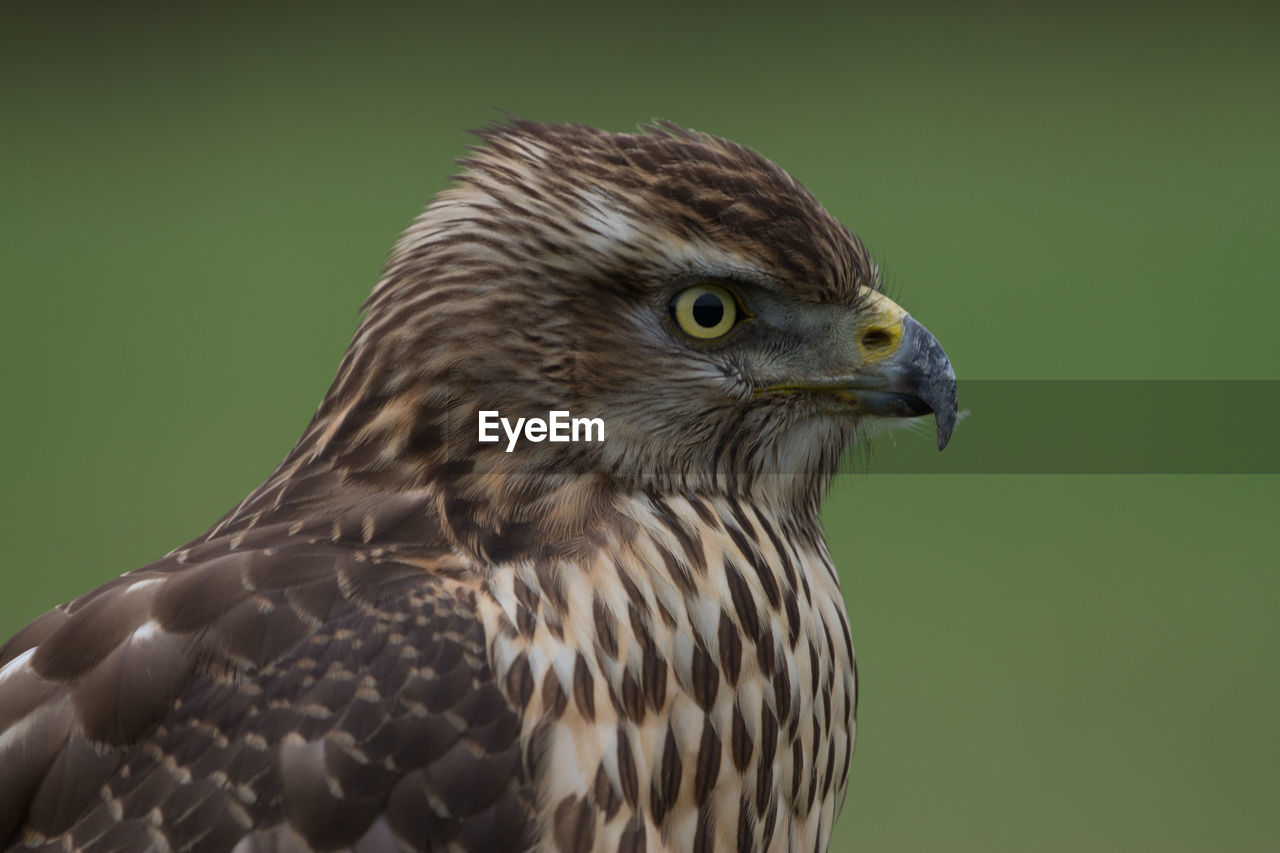 Close-up of eagle against gray background