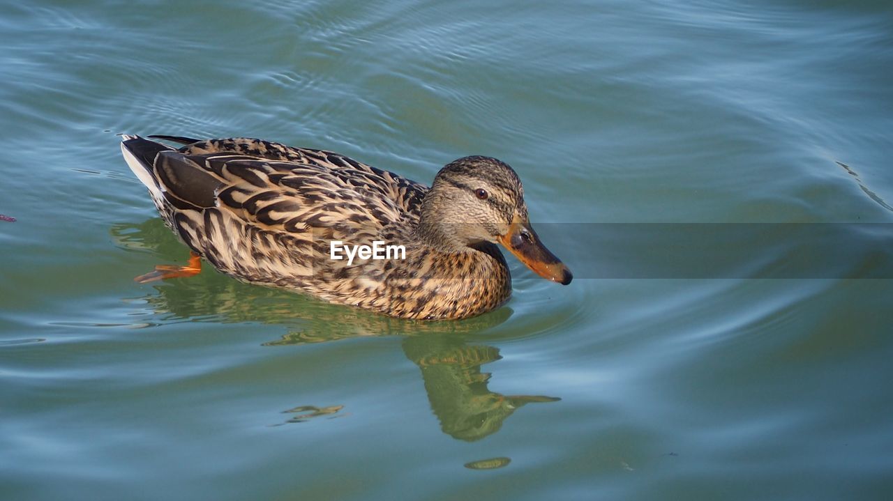 HIGH ANGLE VIEW OF DUCK SWIMMING IN LAKE