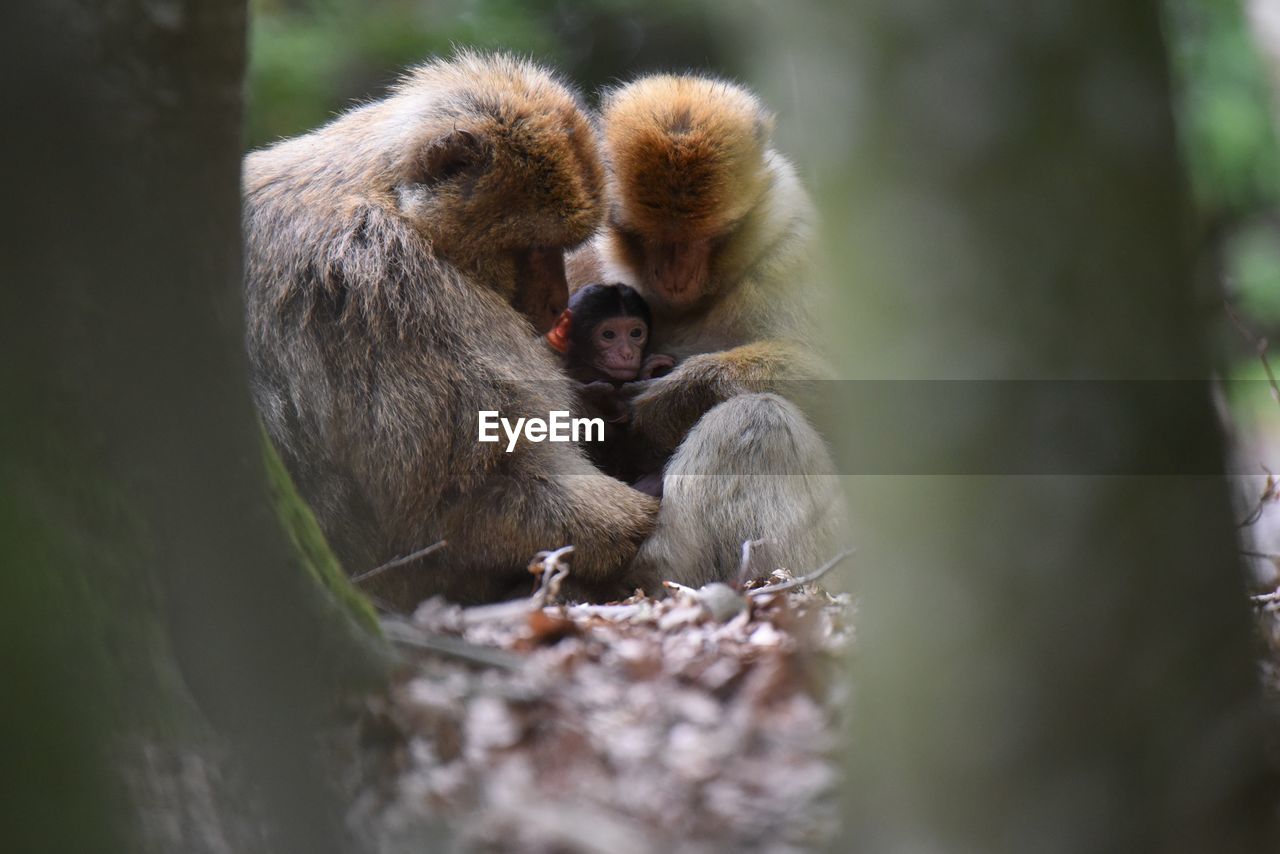 Monkeys with infant on field