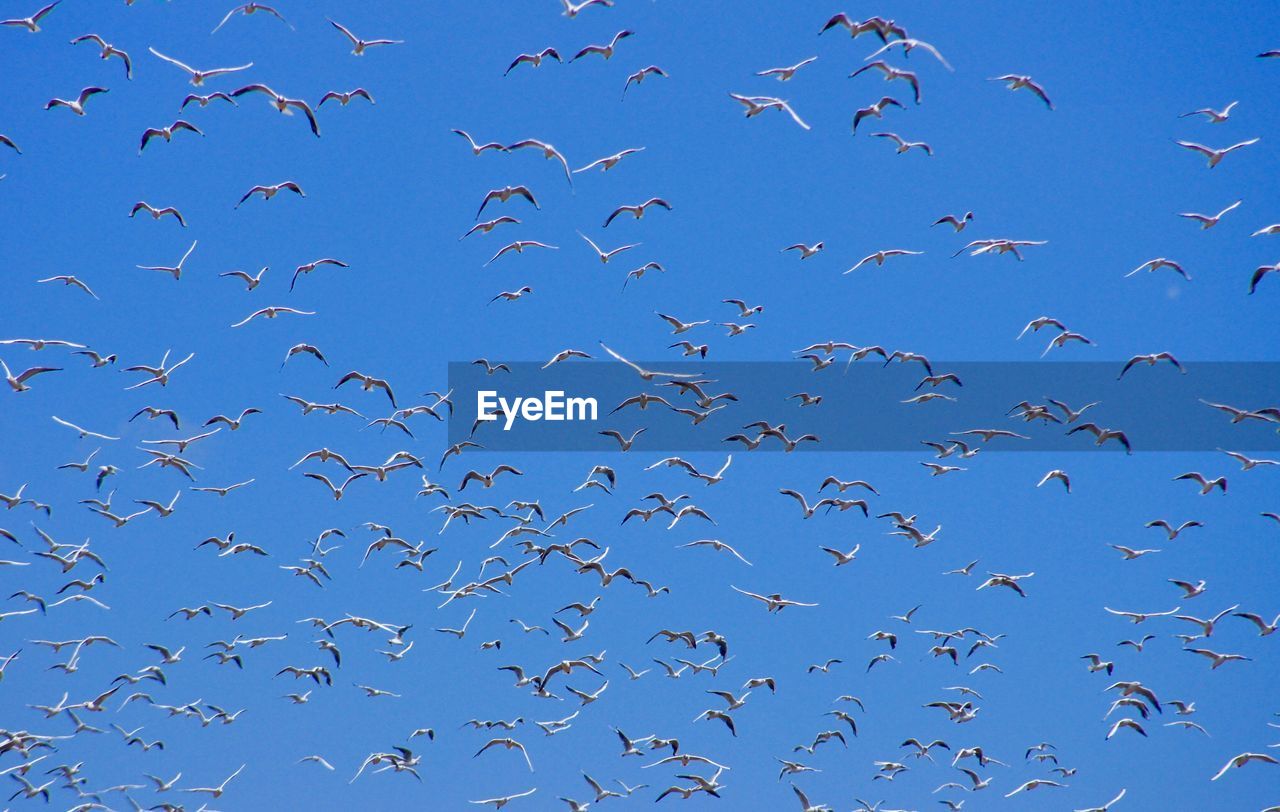 LOW ANGLE VIEW OF BIRDS FLYING IN BLUE SKY