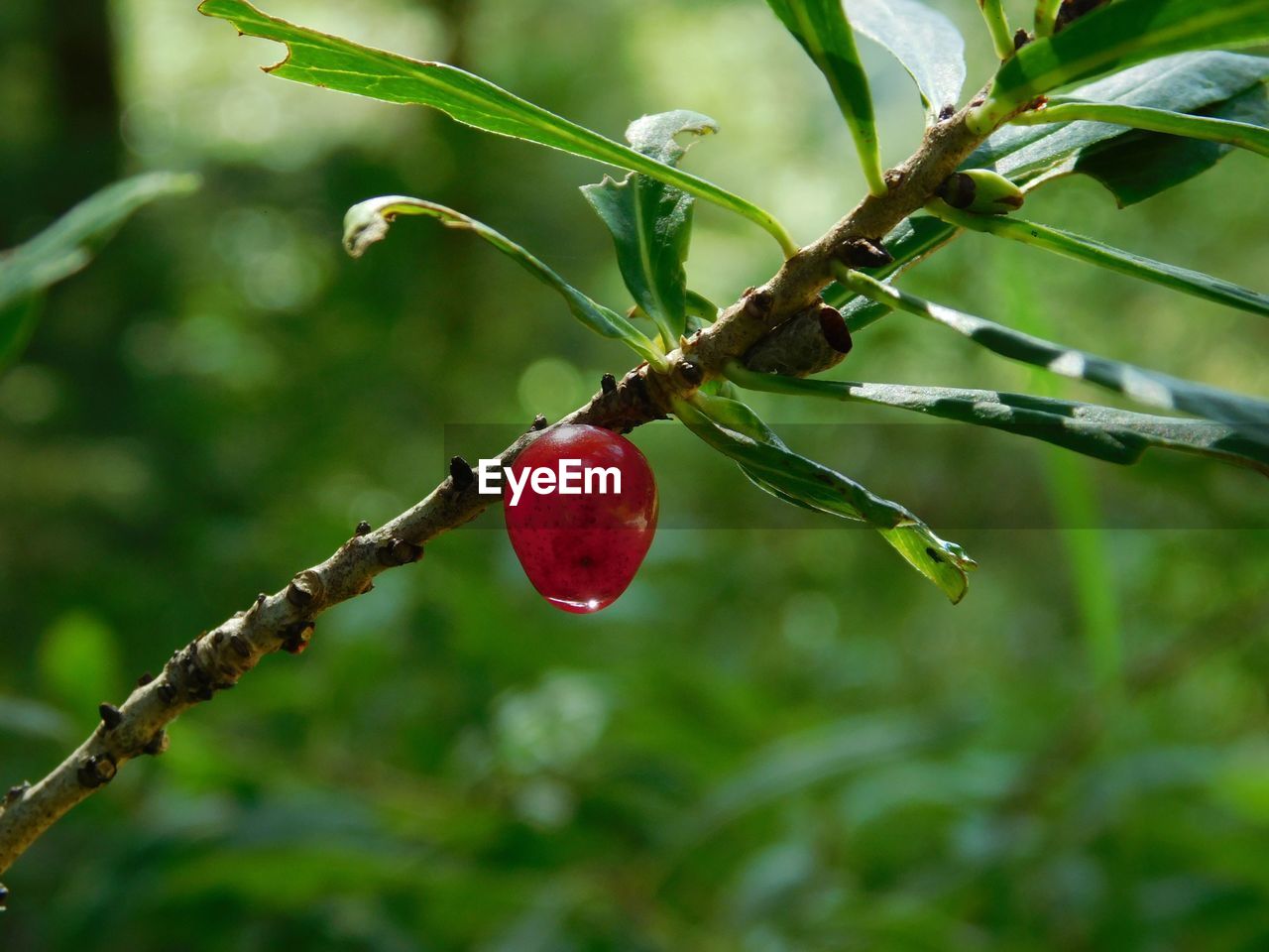 Close-up of red berries growing on tree