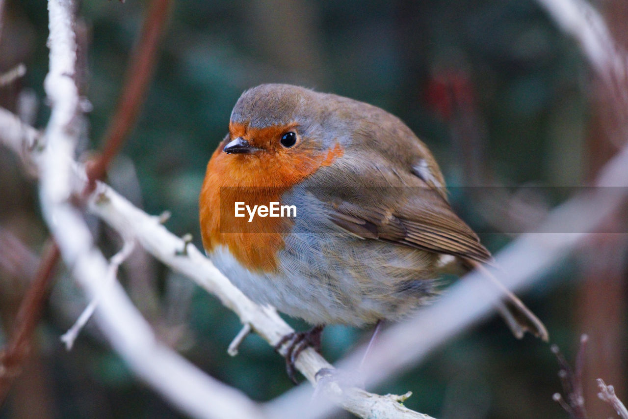 close-up of bird perching on tree