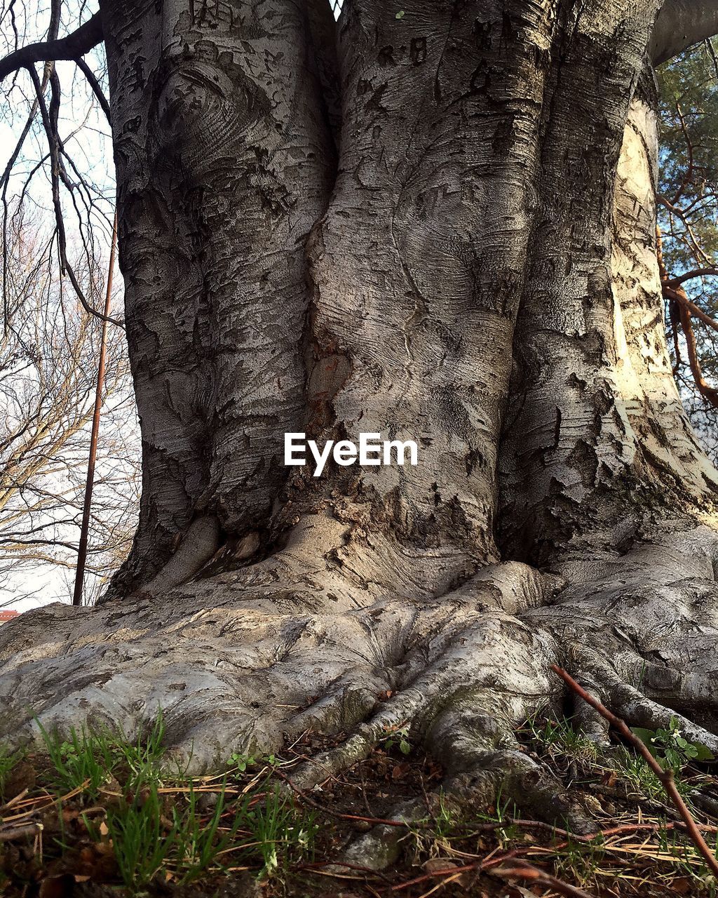 Close-up of tree on field