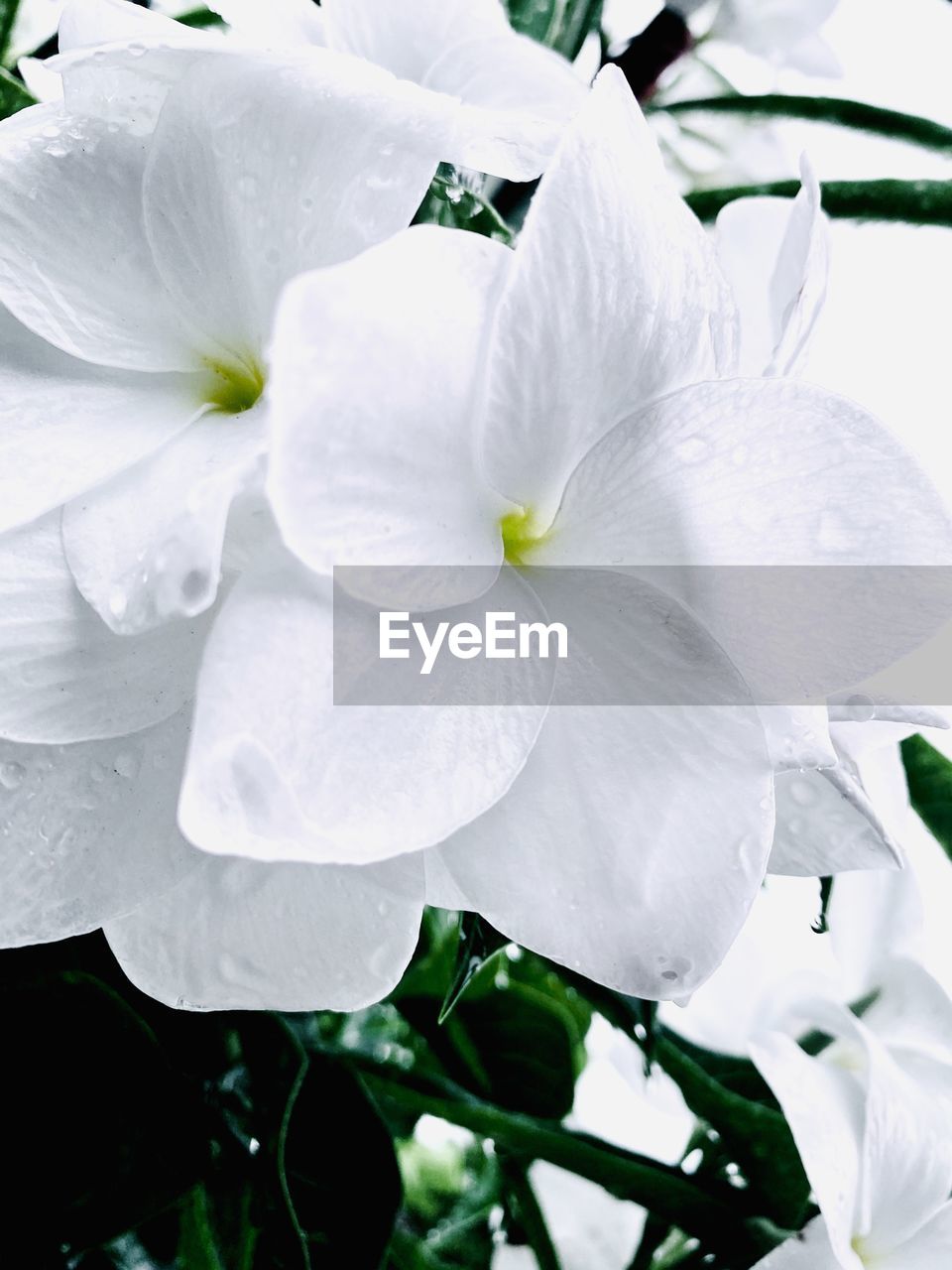 CLOSE-UP OF RAINDROPS ON WHITE ROSE