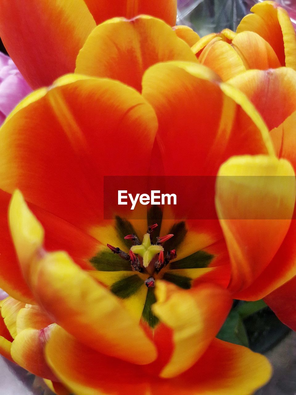 CLOSE-UP OF FLOWER BLOOMING