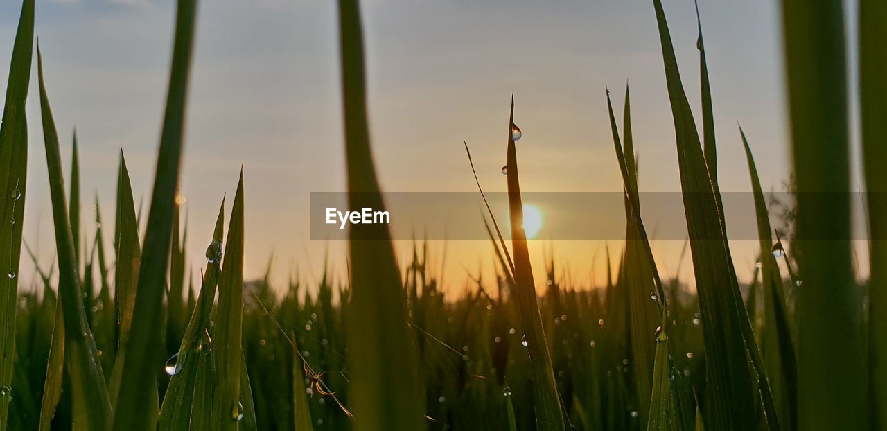 CLOSE-UP OF STALKS IN FIELD AGAINST SKY