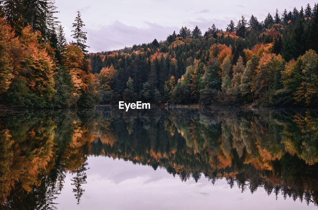 Reflection of trees on lake during autumn