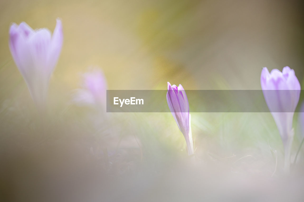 CLOSE-UP OF PINK CROCUS FLOWER