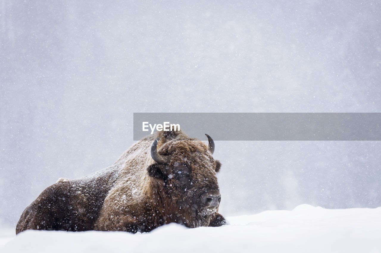 VIEW OF A HORSE ON SNOW COVERED FIELD