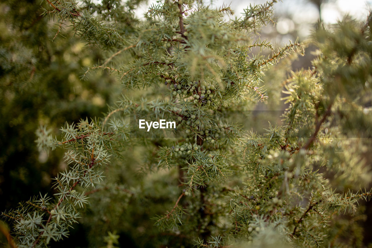 CLOSE-UP OF PINE TREE BRANCH