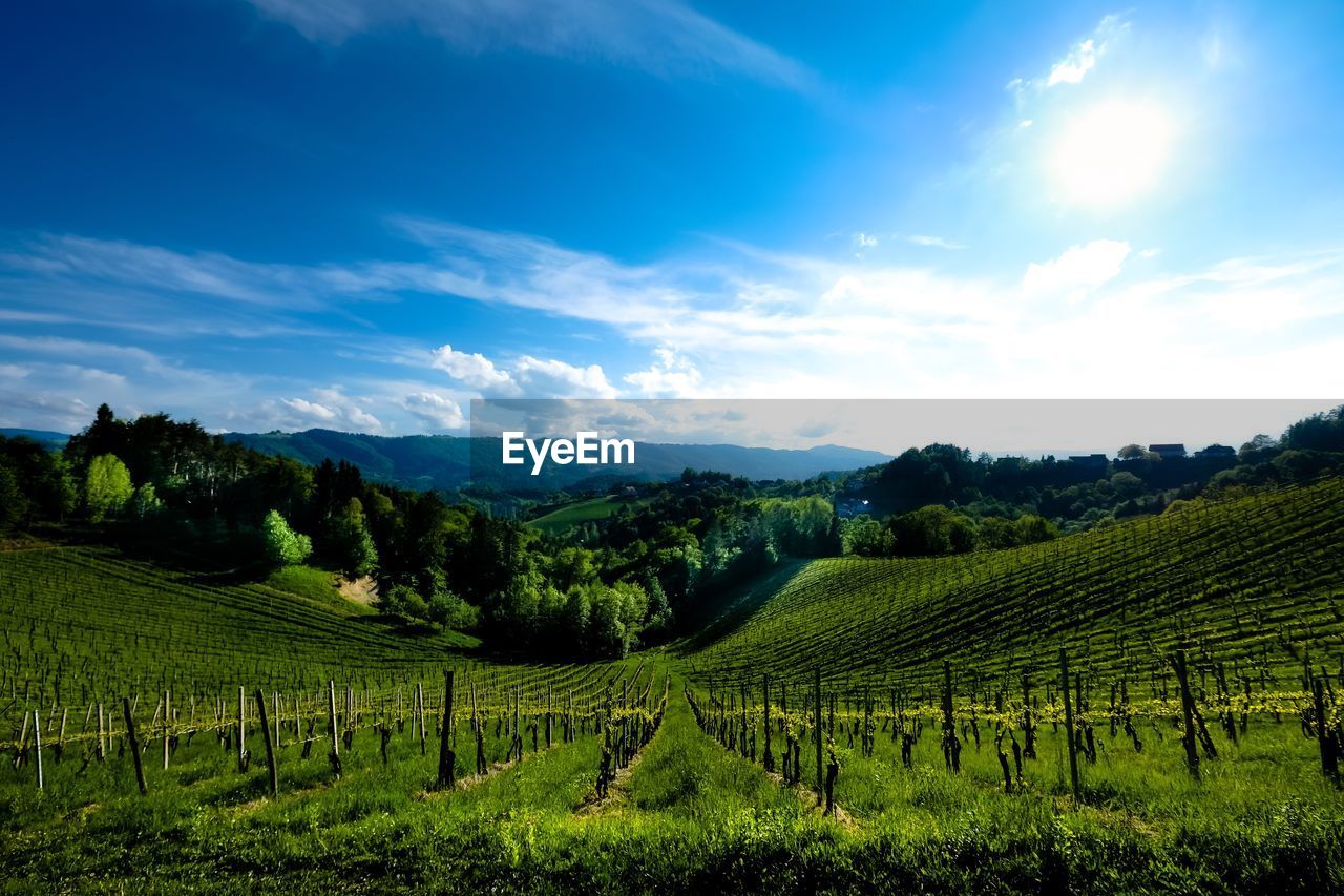 VIEW OF VINEYARD AGAINST SKY