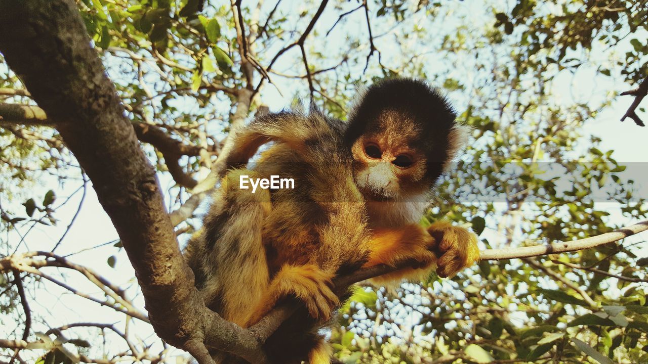 CLOSE-UP OF MONKEY ON TREE