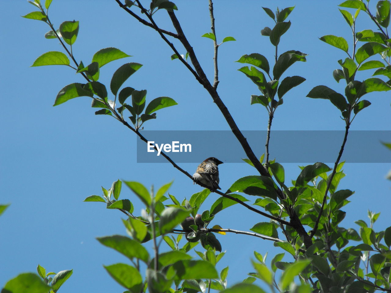 Low angle view of sparrow perching on tree against clear sky