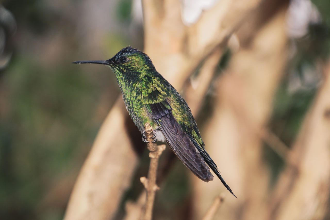 CLOSE-UP OF BIRD PERCHING ON A BRANCH