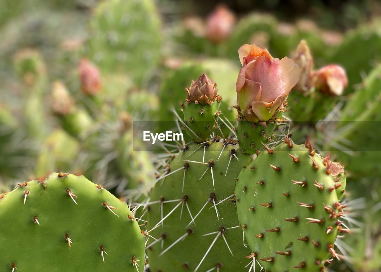 Close-up of prickly pear cactus